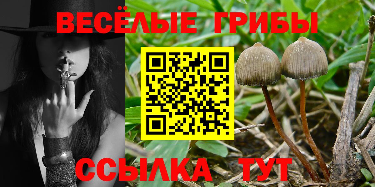 Галлюциногенные грибы Psilocybine cubensis  Вход с VPN  Малоярославец 