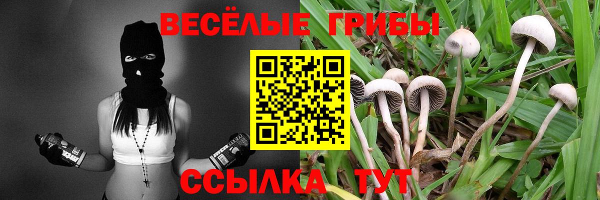 Псилоцибиновые грибы Psilocybe Малоярославец